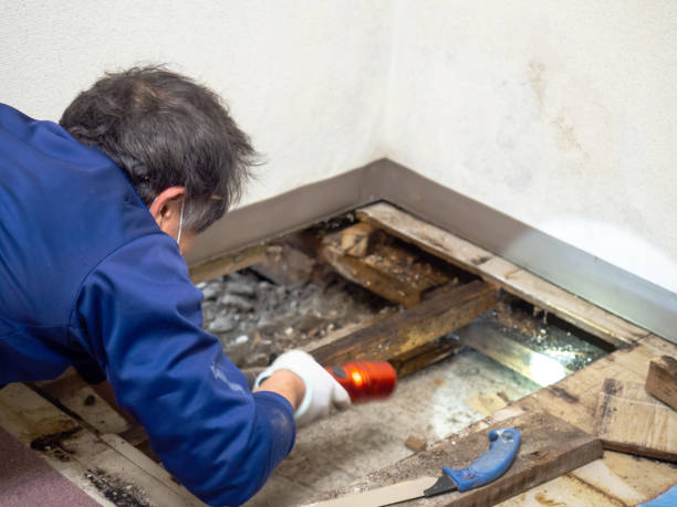 Best Crawl Space Mold Removal  in Rolling Meadows, IL