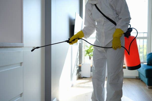 Best Residential Mold Removal  in Rolling Meadows, IL