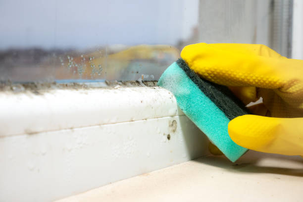 Best Mold Removal Company Near Me  in Rolling Meadows, IL