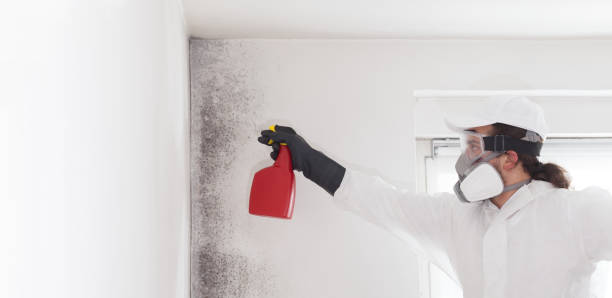 Certified Mold Removal in Rolling Meadows, IL
