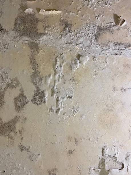 Mold Removal Process in Rolling Meadows, IL