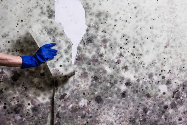 Rolling Meadows, IL Mold Removal Company