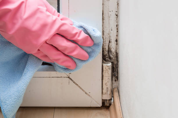 Best Black Mold Removal  in Rolling Meadows, IL